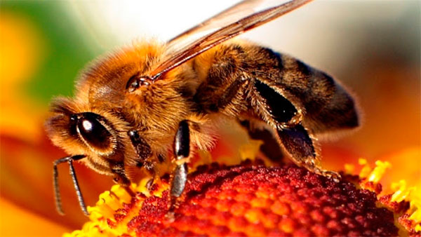 Польза мертвых пчел